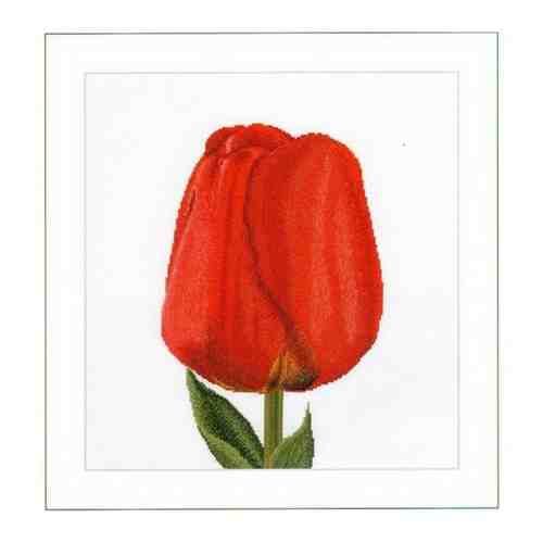 Thea Gouverneur 521A Red Darwin Hybrid Tulip Счетный крест 34 x 36 см Набор для вышивания арт. 101508795681